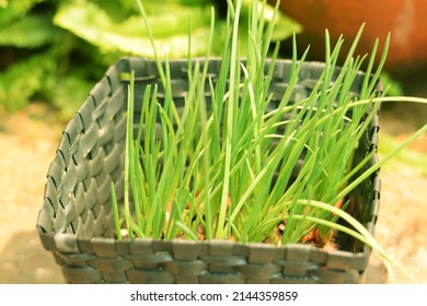 Green Shallot In A Pot In The Morning.