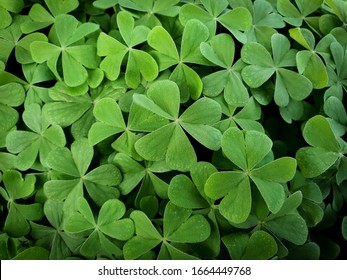 Green Shamrock Leaf. St Patrick Day Symbol Clover Leafs. St Paddy Day