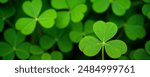 Green shamrock natural background. Selective focus on a central leave