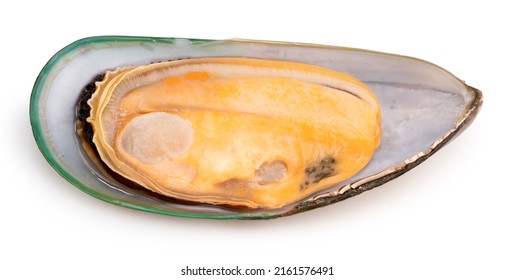 Green Shell mussels isolated on white background, Fresh New Zealand mussels or Perna Canaliculus on White Background With clipping path.