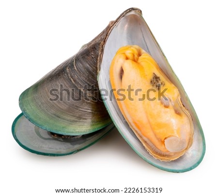 Green Shell mussels isolated on white background, Fresh New Zealand mussels or Perna Canaliculus on White Background With clipping path.