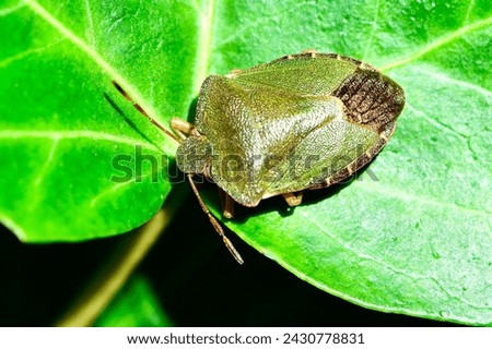 Green shield bug drawing over a leaf (Palomena prasina). 