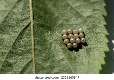 green shield bug egg laying, 
insect eggs