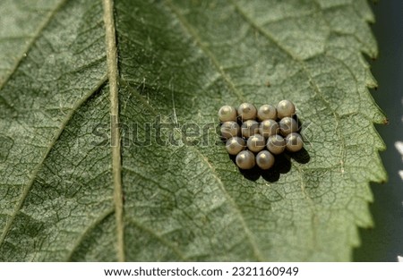 green shield bug egg laying, 
insect eggs