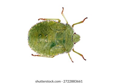 green shield bug, isolated, close-up, on a white background for an insect and wildlife project. material for design and collage.