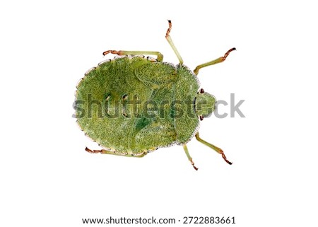 green shield bug, isolated, close-up, on a white background for an insect and wildlife project. material for design and collage.