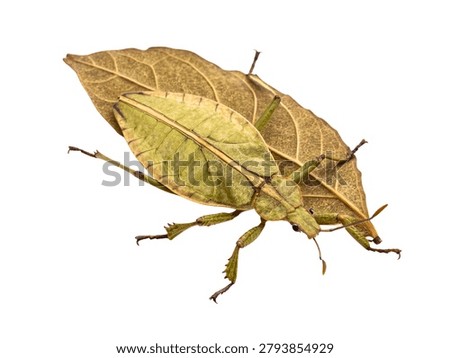 Green Shield Bug Leaf Mimic Hemiptera Insect Isolated on White Background