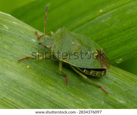 Green shield bug. Macro image of this small garden insect.