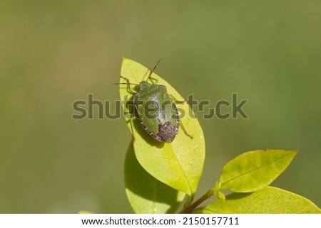 Green shield bug (Palomena prasina), family Pentatomidae on a yellow green leaf of a privet shrub. Spring, Dutch garden, Netherlands.	                               