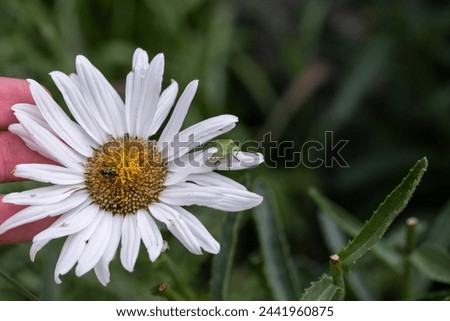 The green shield bug (Palomena prasina) sitting on shasta daisy flower in a garden in France, europe. Maacro, detail of bug with leucanthemum. 