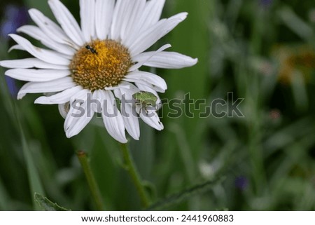 The green shield bug (Palomena prasina) sitting on shasta daisy flower in a garden in France, europe. Maacro, detail of bug with leucanthemum. 