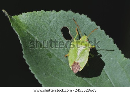 Green shield bug, scientific name palomena prasina, taken in Valais, CH.