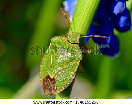 Green shield bug sitting on the plant. The green shield bug, Palomena prasina is a European shield bug species in the family Pentatomidae. 