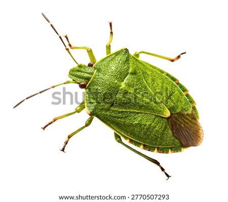 Green Shield Bug Stink Bug Bright Body Macro isolated on white background