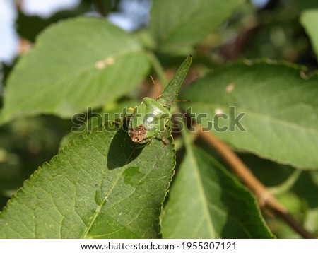 Green shield bug (stink bug) is hardly visible among the leaves thanks to camouflage color
