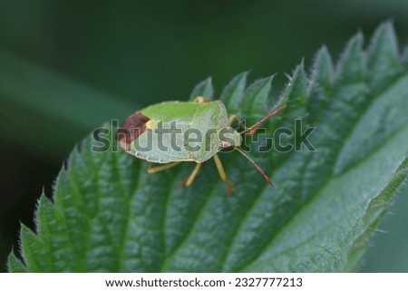 Green Shield Bug or Stink Bug (Palomena prasina) on leaf.