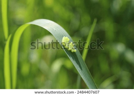 Green shield bug's eggs on grass (Palomena prasina)
