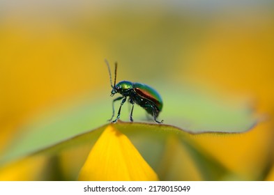 Green Shiny Beetle In A Sunflower Field