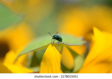 Green Shiny Beetle In A Sunflower Field