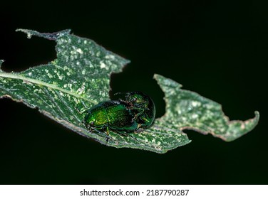 Green Shiny Insect Mating On Leaf In Nature