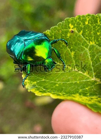 Green shiny scarab beetle on edge of a leaf