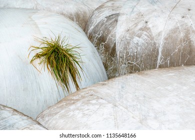 Green shock of grass growing from a bale of hay shrink-wrapped in white plastic, for themes of containment and hardihood, growth, beginnings - Shutterstock ID 1135648166