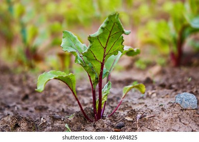 Green shoots, beet tops of vegetable beet, closeup on the background of the earth