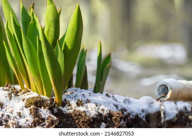 Green shoots of flowers sprout through the ground with snow in early spring under the warm rays of the spring sun. Green leaves of tulips growing out of the snow in early spring