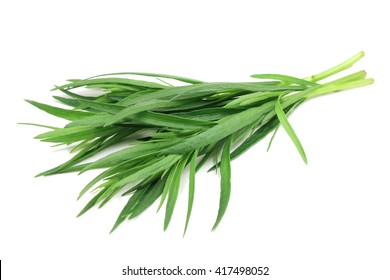 green shoots of tarragon on white background