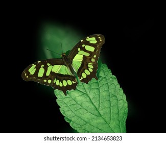 Green Shrimp Malachite butterfly perched on a leaf isolated against black.