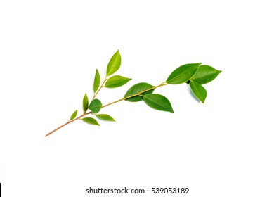 Banyan Leaf Images, Stock Photos & Vectors | Shutterstock