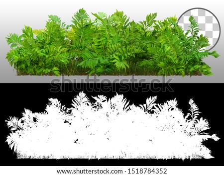 Green Shrub. Fern plant isolated on a transparent background via an alpha channel of great precision. Bush of lush green leaves. High quality mask  for professional composition.