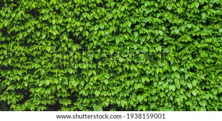 Green shrub hedge, fresh green leaves for texture background. Lush vegetation close-up, horizontal photo.