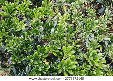 Green shrub texture background. Fresh foliage pattern scene. Garden plant nature concept. Dense leaves image. Botanical hedge detail. Outdoor landscaping view. Natural evergreen cover.