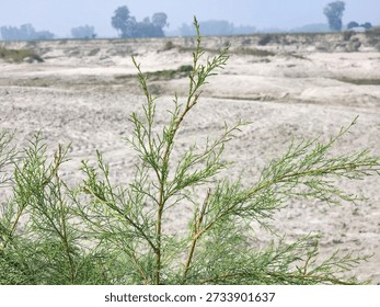 A green shrub with thin, delicate branches and small leaves is growing in a barren, sandy landscape. The ground is dry and covered with patches of sand and sparse vegetation. In the background, the terrain appears arid and barren with a few distant trees and a hazy horizon under a bright, clear sky. The shrub stands out against the sandy, earthy tones of the landscape, showcasing its resilience in a harsh environment.