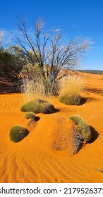 Green Shrubbery Growing In Red Desert Sand