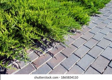 Green Shrubbery And Paving Slabs In The Yard. Natural Background. Concrete Tile Pavement And Juniperus Sabina. Landscaping And Gardening.