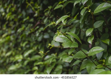 Green Shrubbery Wall.