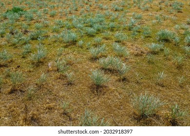 Green Shrubs In Dry Desert Landscape. Plant Is Artemisia Or Sagebrush Steppe