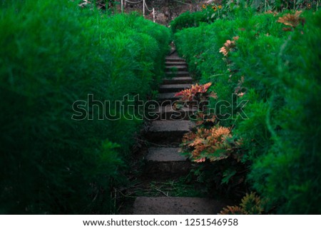 Similar – stairs with moss in the middle of a dark forest