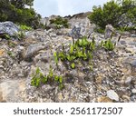 The green shurbs are growing on the volcanic rocks hills.