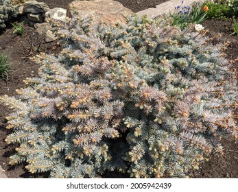 Green Siberian Spruce. Photo Background