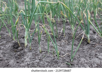 Green Sick Onions. Sick Asthenia As Grows Grow Onion Farming Vitamins.