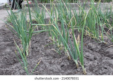 Green Sick Onions. Sick Asthenia As Grows Grow Onion Farming Vitamins.