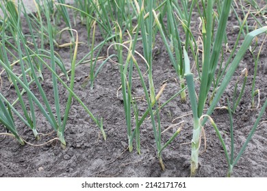 Green Sick Onions. Sick Asthenia As Grows Grow Onion Farming Vitamins.