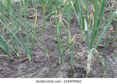 Green Sick Onions. Sick Asthenia As Grows Grow Onion Farming Vitamins.