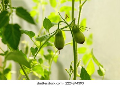 Green sick tomato affected by disease vertex rot in a greenhouse in the garden. Lack of fertilizer for vegetables - Shutterstock ID 2224244393