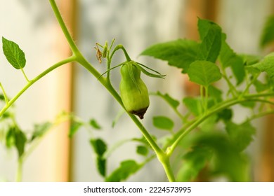 Green sick tomato affected by disease vertex rot in a greenhouse in the garden. Lack of fertilizer for vegetables - Shutterstock ID 2224573995