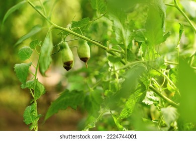 Green sick tomato affected by disease vertex rot in a greenhouse in the garden. Lack of fertilizer for vegetables - Shutterstock ID 2224744001