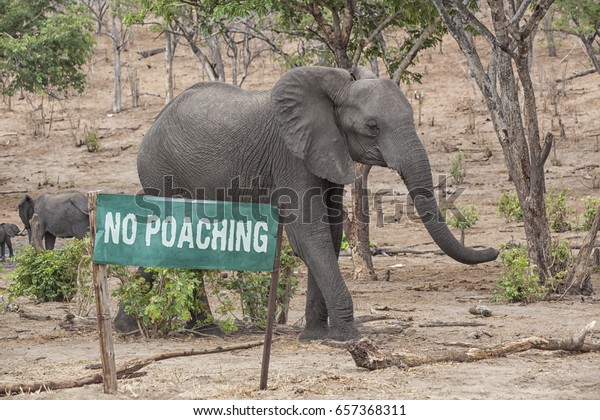 Green Sign with the\
words No Poaching and an elephant behind, concept against poaching,\
Botswana, Africa